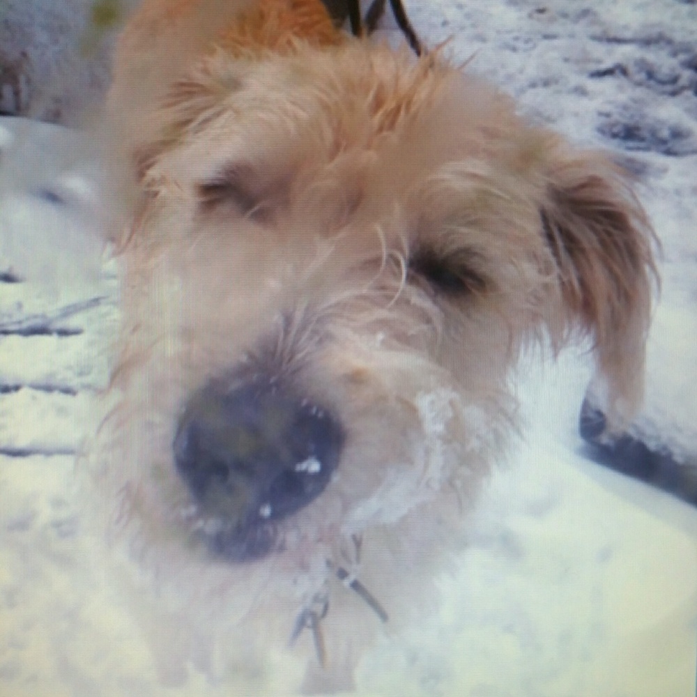 Meet your Posher, Lulu